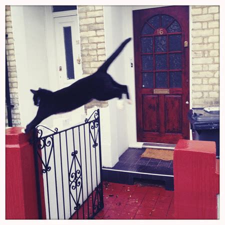 Catsparella Street Pussy Photoblog Captures Cats About Town