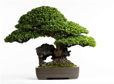 bonsai home matthaei botanical gardens nichols arboretum