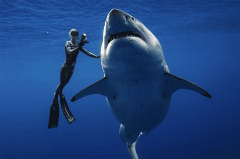 These are The 5 Largest Great White Sharks Ever Recorded - Animals