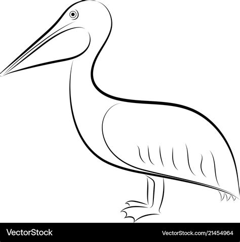 Pelican line drawing Royalty Free Vector Image