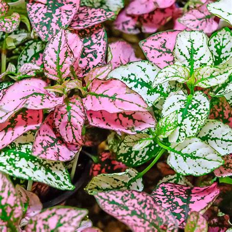 Гипоэстес на клумбе (71 фото) - фото - картинки и рисунки: скачать ...