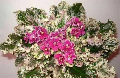 Фиалка Mac’s Sunset Serenade | Festima.Ru - Мониторинг объявлений