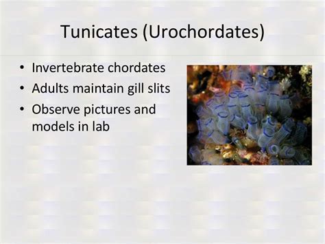 Deuterostome Lab