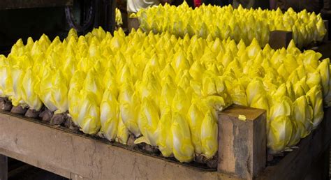 Витлуф: выращивание, применение и полезные свойства