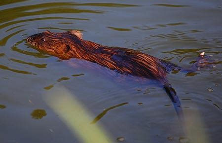 Muskrat Species Profile, Alaska Department of Fish and Game