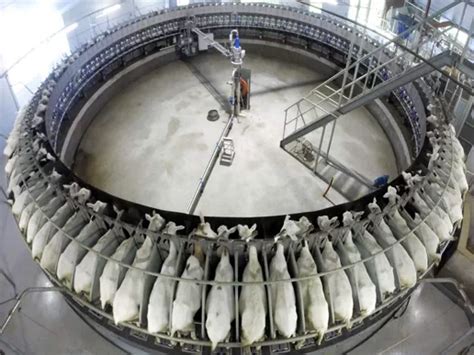 Доильные залы от Dairymaster - Инновации и качество в каждой детали