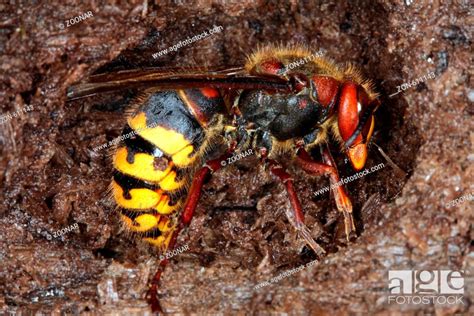 Hornet, Stock Photo, Picture And Rights Managed Image. Pic. ZON-611143 ...