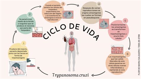 Ciclo De Vida Trypanosoma Cruzi Udocz