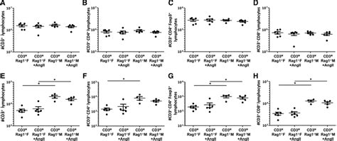 Sex Differences In T Lymphocyte Tissue Infiltration And Development Of Angiotensin Ii