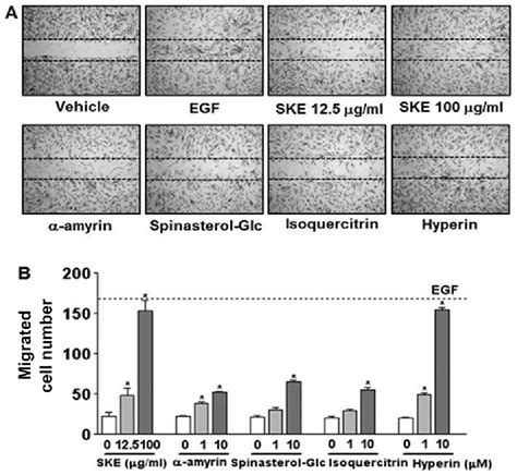 Figure 3 From The Stimulatory Effects Of Stewartia Koreana Extract On