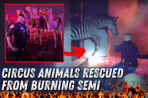 Watch Zebras Camels And Circus Animals Rescued From Burning Semi