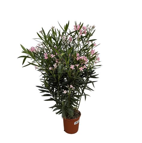 Nerium Oleander Bush 130cm Green Bubble