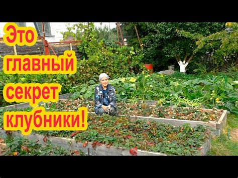 Это нужно сделать с клубникой осенью - YouTube