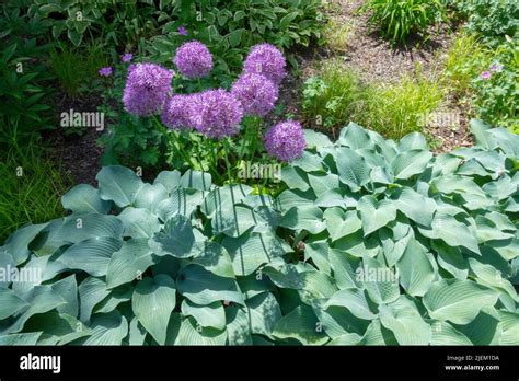 Hosta Devon Blue Growing In Garden Allium Globemaster Hardy