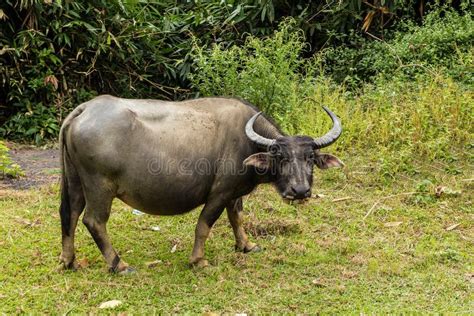 Vietnamese water buffalo stock photo. Image of agricultural - 140399104