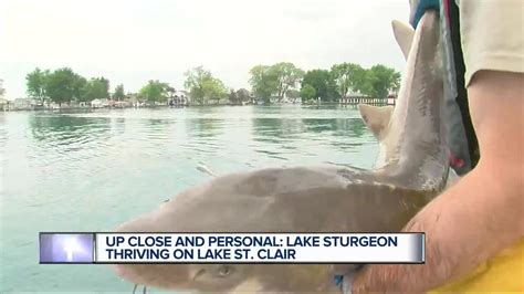 Lake Sturgeon Thriving On Lake St Clair Youtube