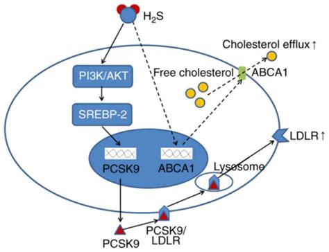 Hydrogen Sulfide Inhibits PCSK9 Expression Through The PI3K AktSREBP2