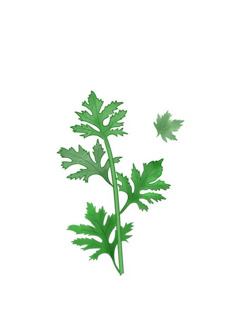 Artemisia Abrotanum Png Vector Psd And Clipart With Transparent