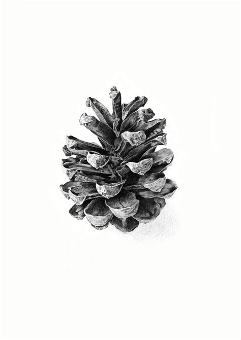 Pine Cone Drawing Step By Step Artofit