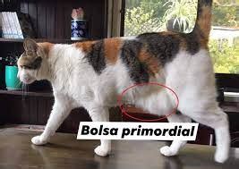 Bolsa Primordial De Los Gatos Huellas Cl Nica Veterinaria