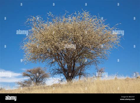 Blackthorn Hi Res Stock Photography And Images Alamy