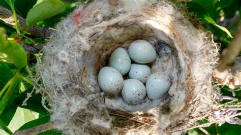 Goldfinch Eggs Nests Mating Rituals And Nestlings