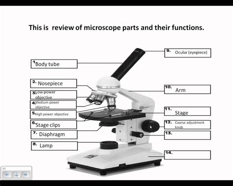 Anatomy Microscope Diagram Quizlet