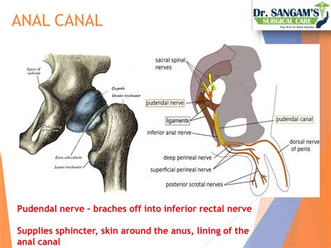 Anatomy Of Rectum And Anal Canal PPT