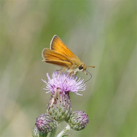 Skipper butterfly identification - aroundmilo