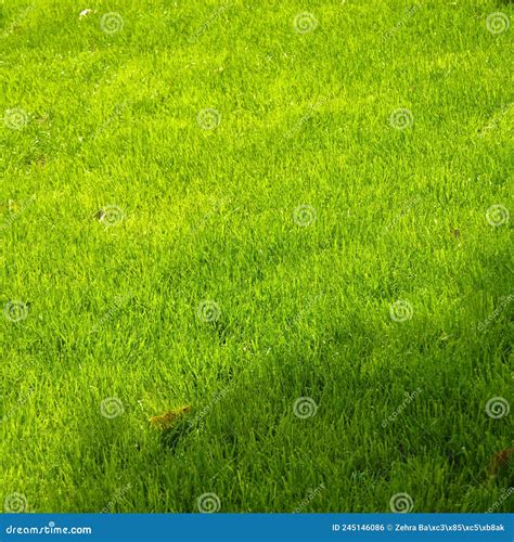 Textura Verde De Grama Adequada Para Fundo Foto De Stock Imagem De