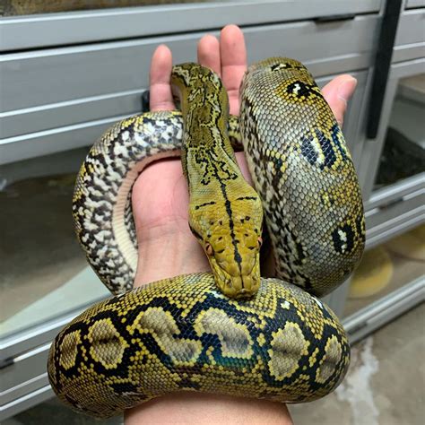 All of our reticulated pythons aspire to be green tree pythons... # ...
