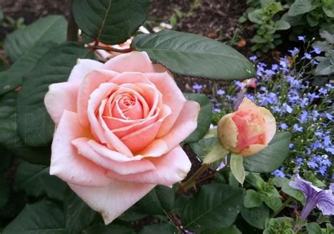 Саженцы розы донателла купить в Москве по цене от 690 рублей