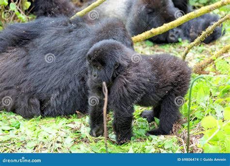 Baby Mountain Gorilla In The Volcanoes National Park Of Rwanda Stock
