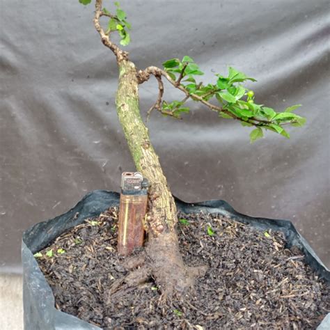 Jual Bahan Bonsai Hokianti Lokal Keker Shopee Indonesia