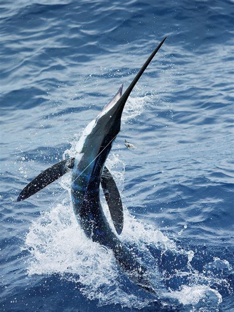 The Unexplored Southern Caribbean | Marlin
