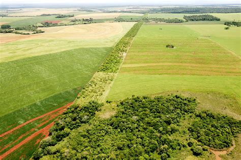 Como A Atuação Humana Interfere No Equilíbrio Ecológico Do Cerrado