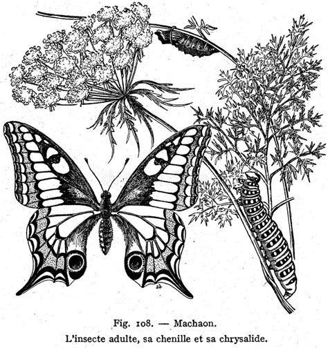 machaon stock image image