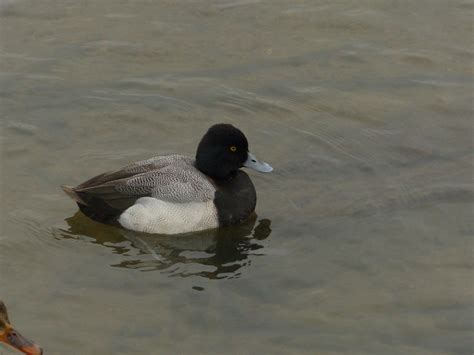 Birding At Burnaby Lake Nature Vancouver