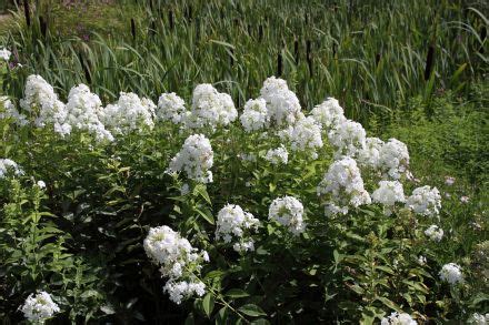 Phlox Paniculata Fujiyama Floks Vlambloem De Tuinen Van Appeltern