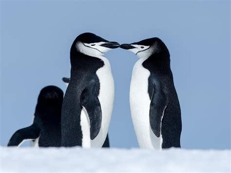 Do Penguins Mate For Life? | Birdfact