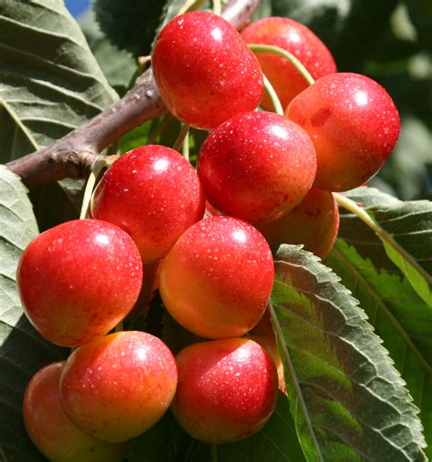 Growing the Best Cherries in the World or: We’ll Sleep When Harvest's