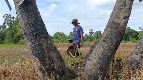 Amazing A Fisherman Skill Catch Fish A Lots In Field By Best Hand