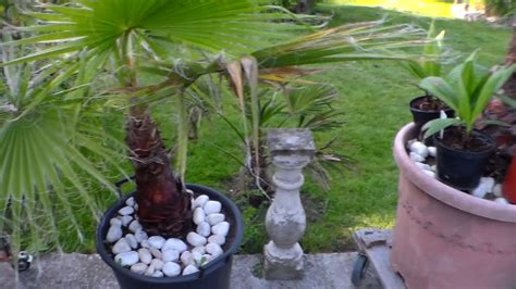 Germination De Graines De Palmier N°7 Youtube