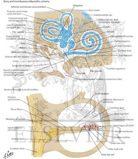 Ear Anatomy Netter