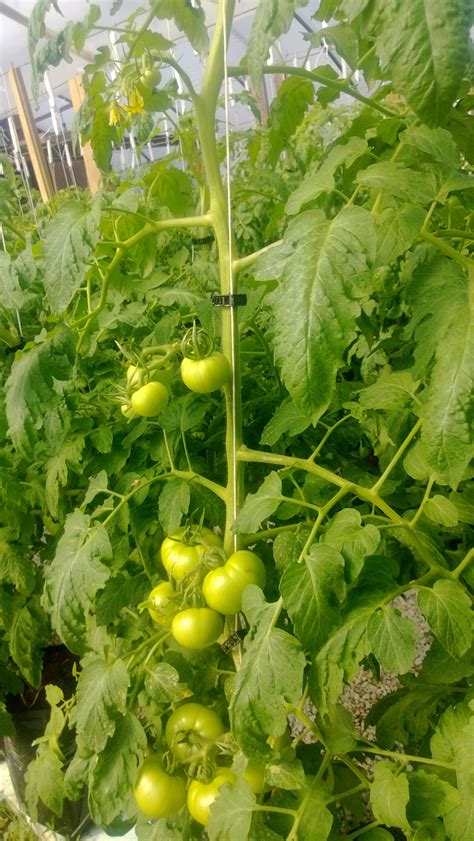 What Tomato Plants Are Indeterminate at David Sells blog