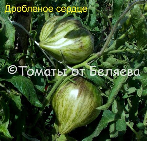 Томат Дробленое сердце (Crushed Heart, Разбитое сердце) • Описание ...