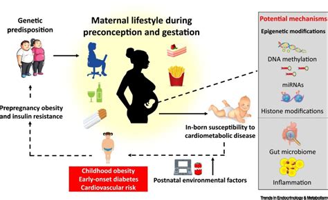 Maternal Lifestyle Interventions Targeting Preconception Health