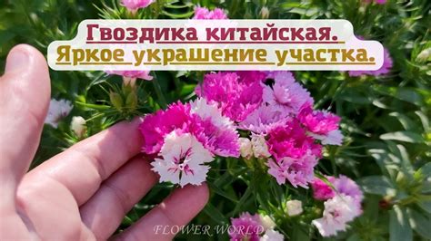 Гвоздика китайская. Яркое украшение участка.💐 - YouTube