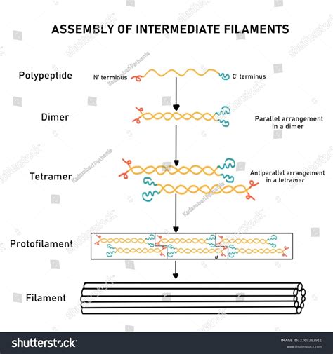 Intermediate Filaments Types Cytoskeletal Structures Present Stock