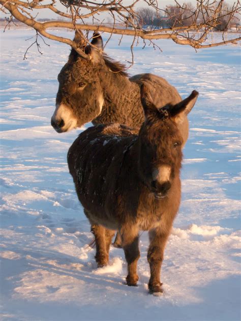 File:Miniature and small standard donkeys.jpg - Wikimedia Commons